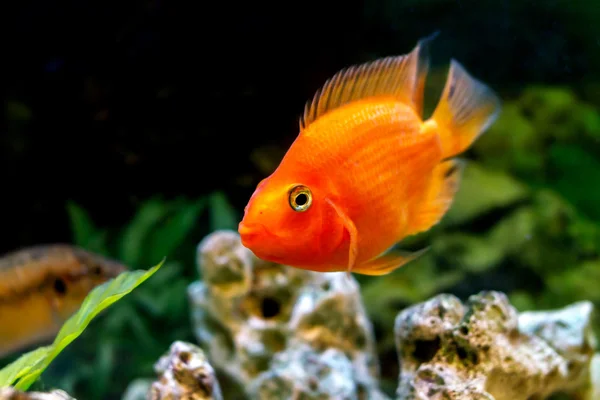 Beautiful aquarium decorative orange parrot fish — Stock Photo, Image