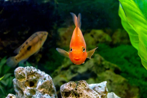 Vackra akvariefiskar dekorativa orange papegoja — Stockfoto