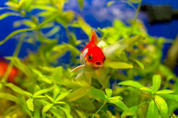 Beau poisson d'aquarium doré — Photo