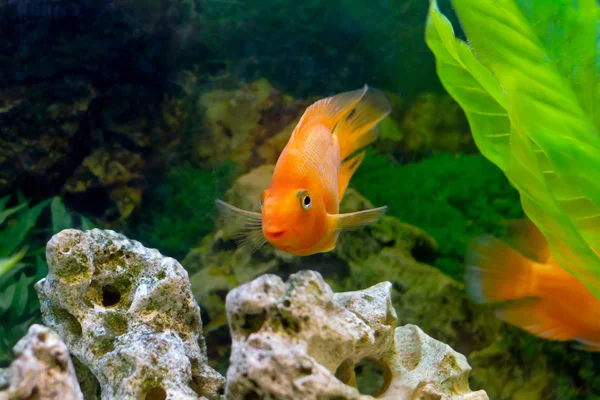 Belo aquário decorativo laranja papagaio peixe — Fotografia de Stock