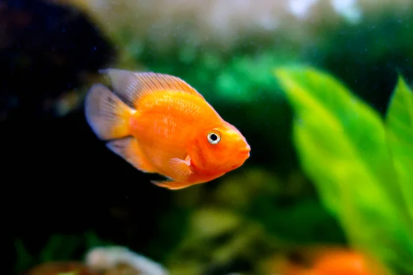 Beautiful aquarium decorative orange parrot fish — Stock Photo, Image