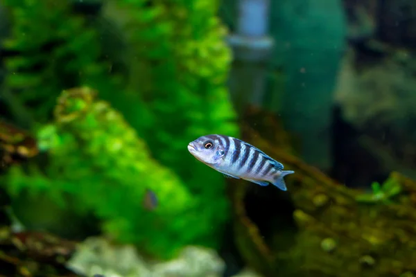 Красивая маленькая аквариумная рыбка — стоковое фото