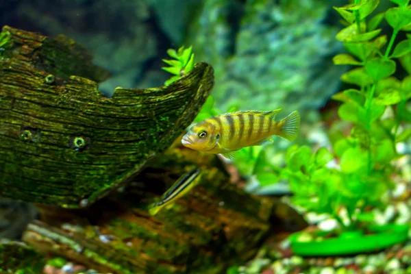 Schöne kleine Aquarienfische — Stockfoto