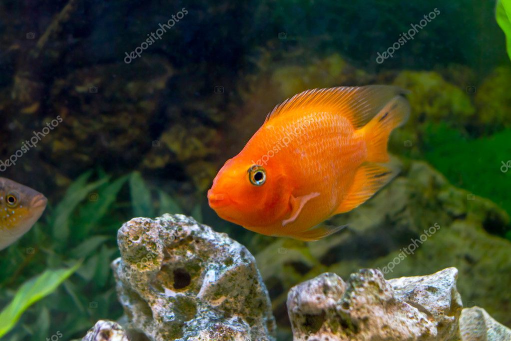 Aquarienfisch Aquarienfisch