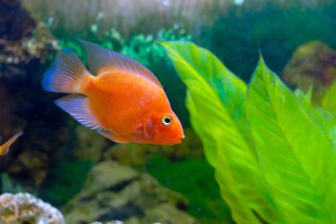 güzel akvaryum dekoratif turuncu papağan balık
