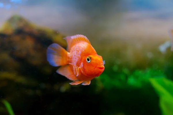 美丽的水族馆装饰橙色的鹦鹉鱼 — 图库照片