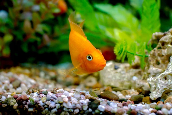 Vackra akvariefiskar dekorativa orange papegoja — Stockfoto