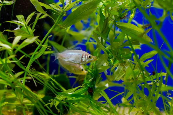 Красива маленька акваріумна рибка — стокове фото