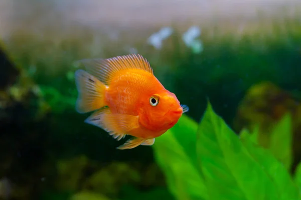 Beautiful aquarium decorative orange parrot fish — Stock Photo, Image