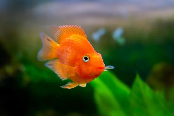 Belo aquário decorativo laranja papagaio peixe — Fotografia de Stock