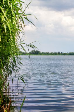 Önizleme manzara nehir sazlık ve sapları 