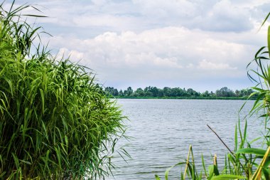Önizleme manzara nehir sazlık ve sapları