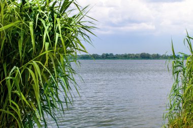 Önizleme manzara nehir sazlık ve sapları