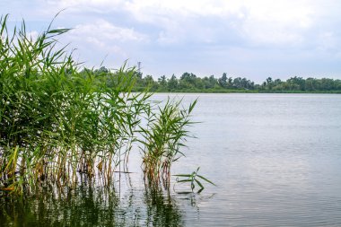 Önizleme manzara nehir sazlık ve sapları