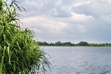 Önizleme manzara nehir sazlık ve sapları
