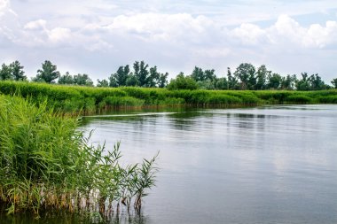 Önizleme manzara nehir sazlık ve sapları
