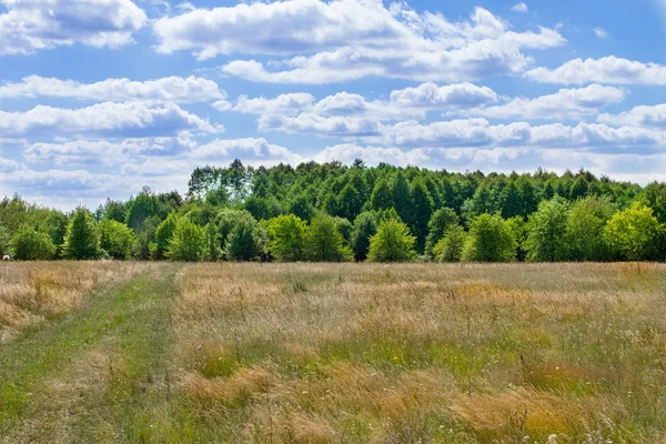 Landschaft schöne Wolken über einem großen Feld am Waldrand — Stockfoto