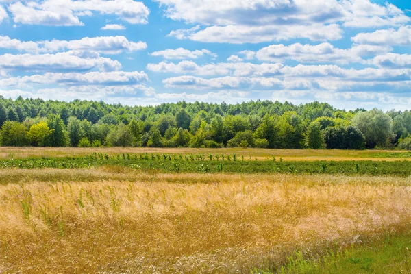 Landschaft schöne Wolken über einem großen Feld am Waldrand — Stockfoto