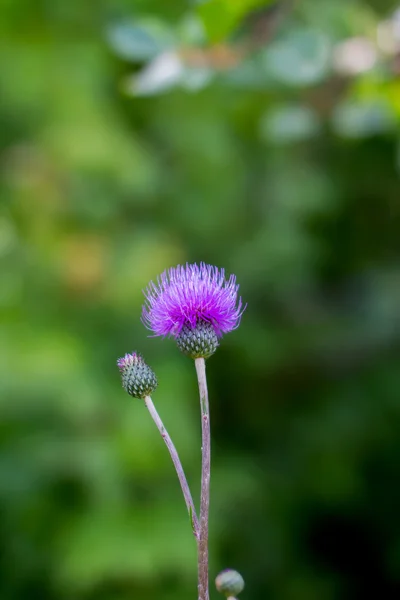 Imagem de flores silvestres azuis crescendo na grama — Fotografia de Stock