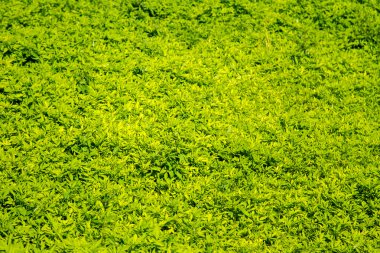 mavi çiçekler otların arasında büyüyen resim