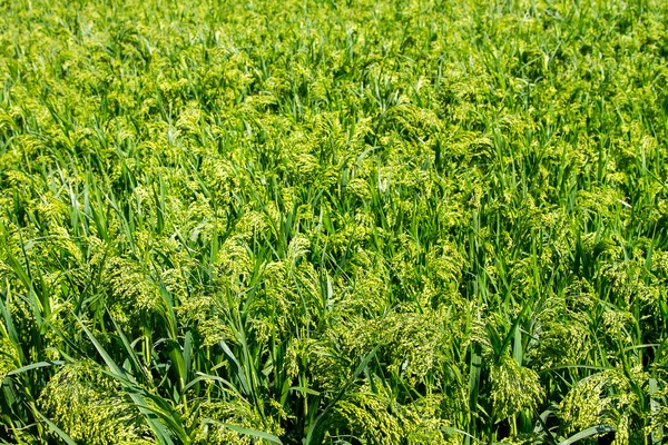 Zöld mező növény köles háttér előnézeti — Stock Fotó