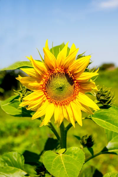 Young flowering plant sunflower against the sky — Stock Photo, Image