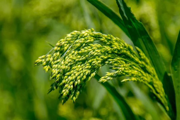 绿色的田野植物小米背景预览 — 图库照片