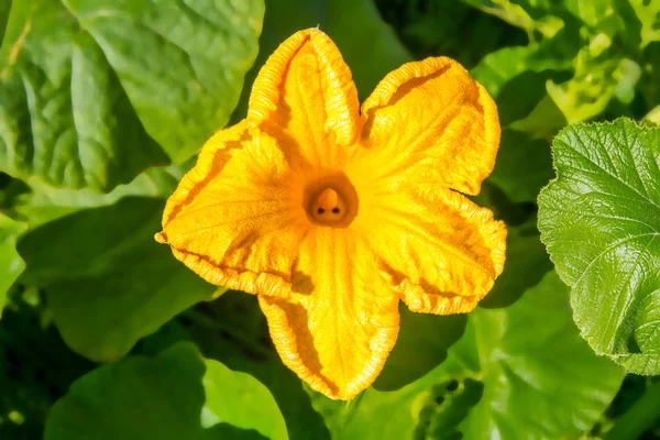 黄色的南瓜花开花的形象 — 图库照片