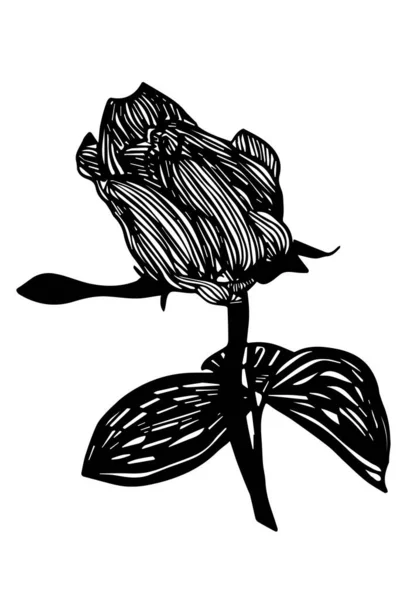 Black White Vector Sketch Beautiful Blooming Rose Flower — Stock Vector