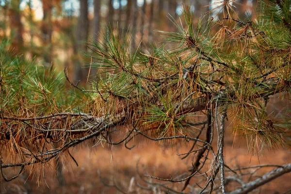 森の松の針葉樹の枝のイメージ — ストック写真