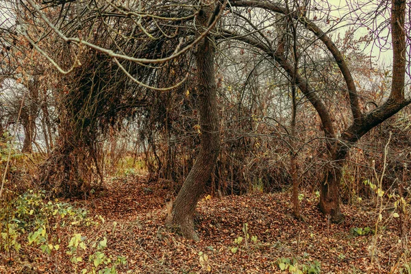 Imagem Época Outono Com Folhas Quebra Vento Bosque — Fotografia de Stock