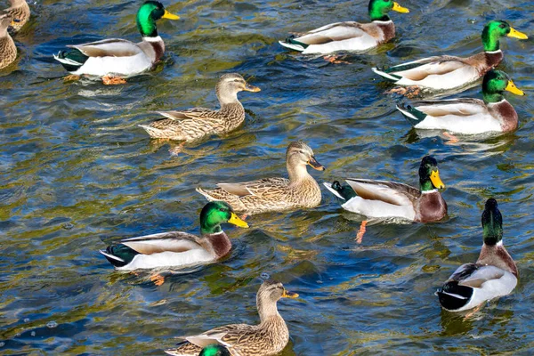 bird image wild ducks swim around the pond in the park