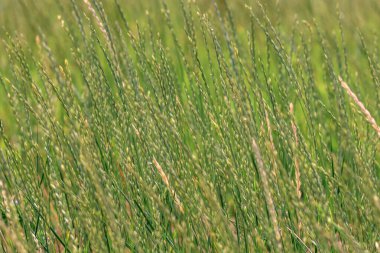 Görüntü arkaplan yeşil çiviler vahşi doğa gras