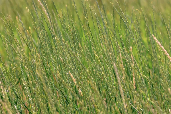 Immagine Sfondo Verde Spikelets Natura Selvaggia Gras — Foto Stock