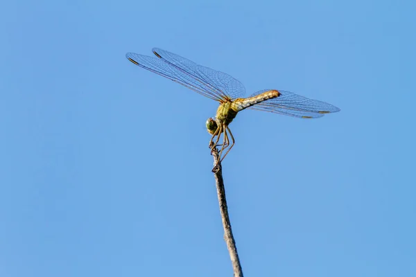 Image Insecte Une Libellule Assis Sur Une Branche Arbre — Photo