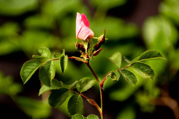 Bild Einer Ungeöffneten Knospe Einer Wildrose — Stockfoto