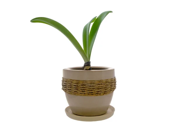 Imagem Uma Planta Sala Vaso Vime Fundo Branco — Fotografia de Stock