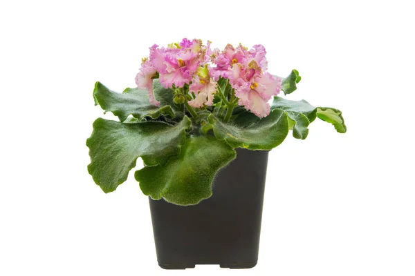 Afbeelding Van Roze Violette Kamerplant Pot Geïsoleerd Witte Achtergrond — Stockfoto