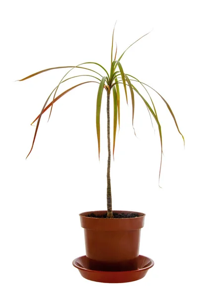 Foto Van Kamerplant Potted Palm Tree Dracaena Marginata — Stockfoto