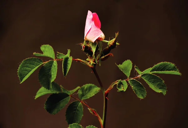 Bild Einer Ungeöffneten Knospe Einer Wildrose — Stockfoto