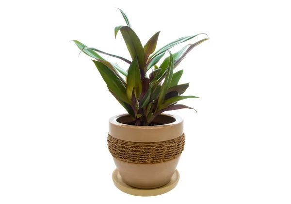 Bild Der Zimmerpflanze Rhoeo Verfärbung Topf Isoliert Auf Weißem Hintergrund — Stockfoto