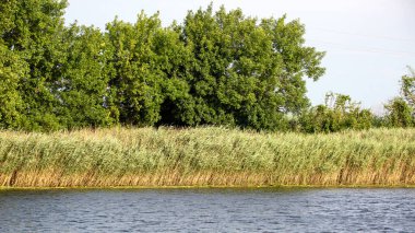 Image of the bank of the big river overgrown with reeds and trees