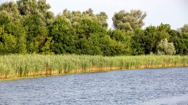Image of the bank of the big river overgrown with reeds and trees