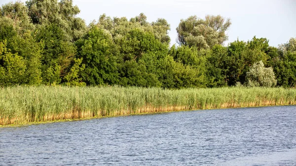 Image Bank Big River Overgrown Reeds Trees — Foto de Stock