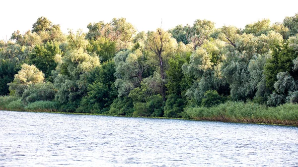 葦や木で覆われた大きな川の岸のイメージ — ストック写真