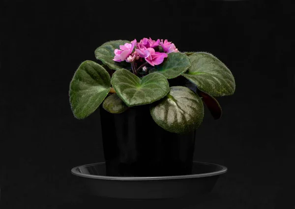 Image Houseplant Pot Pink Violet Black Background — ストック写真