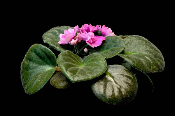 Imagen Planta Interior Rosa Violeta Sobre Fondo Negro —  Fotos de Stock