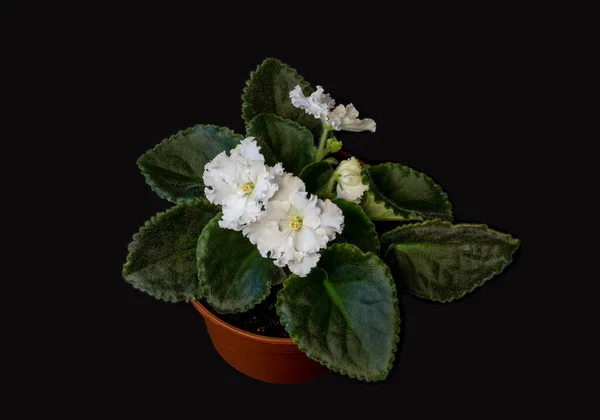 Image Houseplant Pot White Violet Black Background — ストック写真