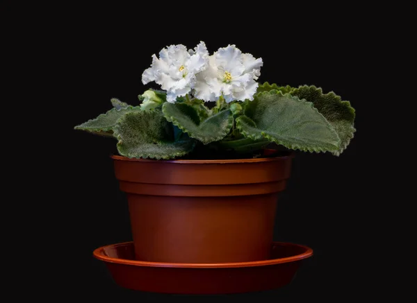 Bild Einer Zimmerpflanze Einem Topf Mit Weißem Veilchen Auf Schwarzem — Stockfoto