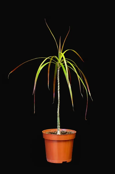 Bild Der Zimmerpflanze Kleine Dracaena Einem Topf Auf Dunklem Hintergrund — Stockfoto